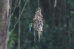 Psarisomus dalhousiae