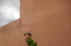 Allograpta obliqua
