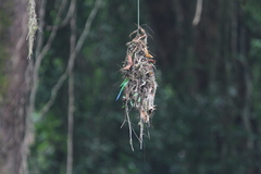 Psarisomus dalhousiae