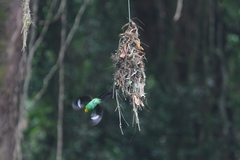 Psarisomus dalhousiae