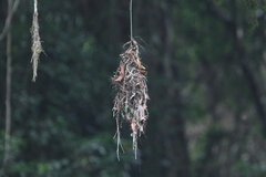 Psarisomus dalhousiae