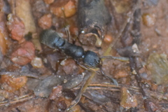 Pseudoneoponera bispinosa