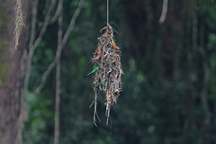 Psarisomus dalhousiae