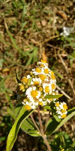 Amula Rajender Amula (Alloispermum integrifolium)