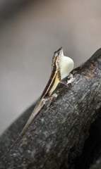 Anolis litoralis