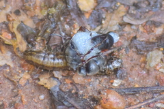 Pseudoneoponera bispinosa