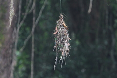 Psarisomus dalhousiae