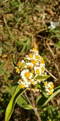 Alloispermum integrifolium