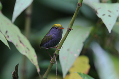 Slaty-Bellied Tesia photo 3