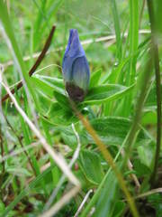 Gentiana platypetala
