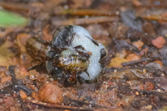 Pseudoneoponera bispinosa