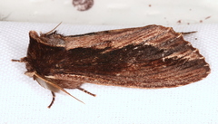 Hylaeora capucina