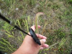 Setaria viridis major