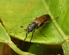 Ozodiceromyia nigrimana