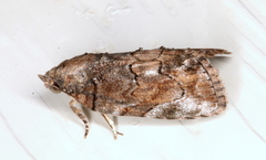 Etanna clopaea