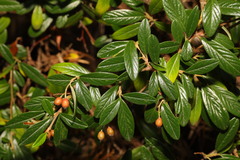 Cotoneaster salicifolius
