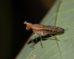 Trypetoptera canadensis