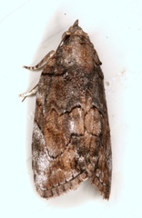 Etanna clopaea