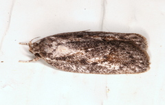 Acantholena siccella