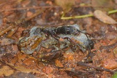Pseudoneoponera bispinosa