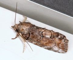 Etanna clopaea