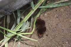 Carcharodini