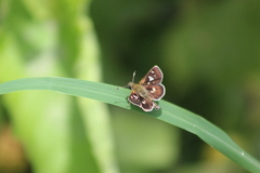 Dardarina dardaris