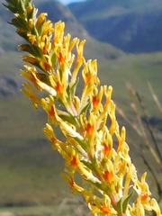 Hebenstretia robusta