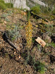 Hebenstretia robusta