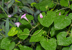 Ipomoea