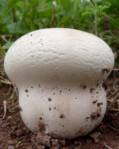 Purple-spored Puffball