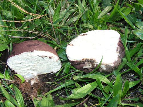Purple-spored Puffball