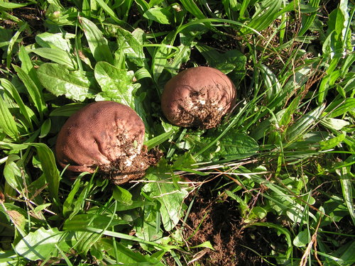 Purple-spored Puffball