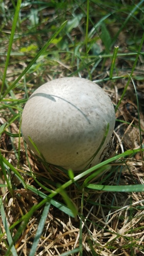 Purple-spored Puffball