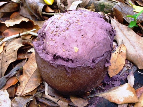 Purple-spored Puffball