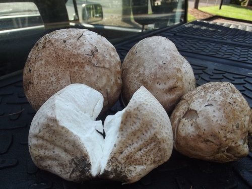 Purple-spored Puffball