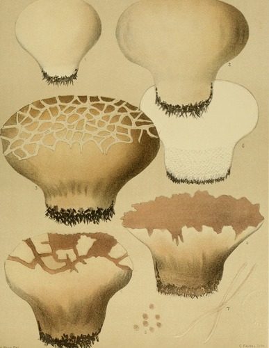 Purple-spored Puffball