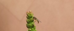 Allograpta obliqua