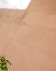 Allograpta obliqua