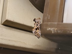 Chrysodeixis includens