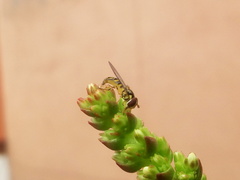 Allograpta obliqua