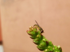 Allograpta obliqua