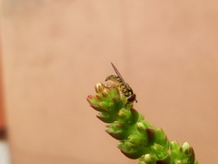 Allograpta obliqua