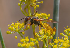 Philanthus triangulum