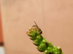 Allograpta obliqua