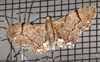 Chloroclystis gonias - Photo (c) Victor W Fazio III, some rights reserved (CC BY-NC), uploaded by Victor W Fazio III
