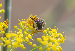 Philanthus triangulum