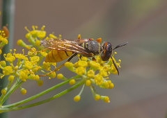 Philanthus triangulum