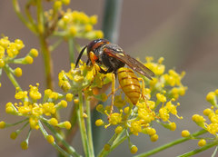 Philanthus triangulum