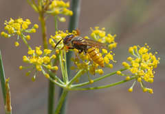 Philanthus triangulum